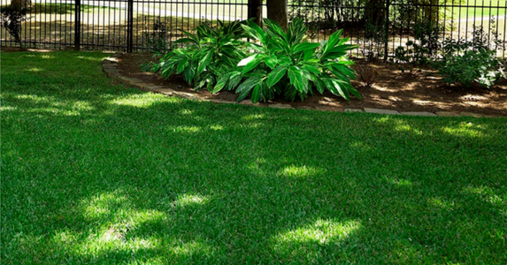 Finding the Softest Grass for Shaded Areas: A Comprehensive Guide