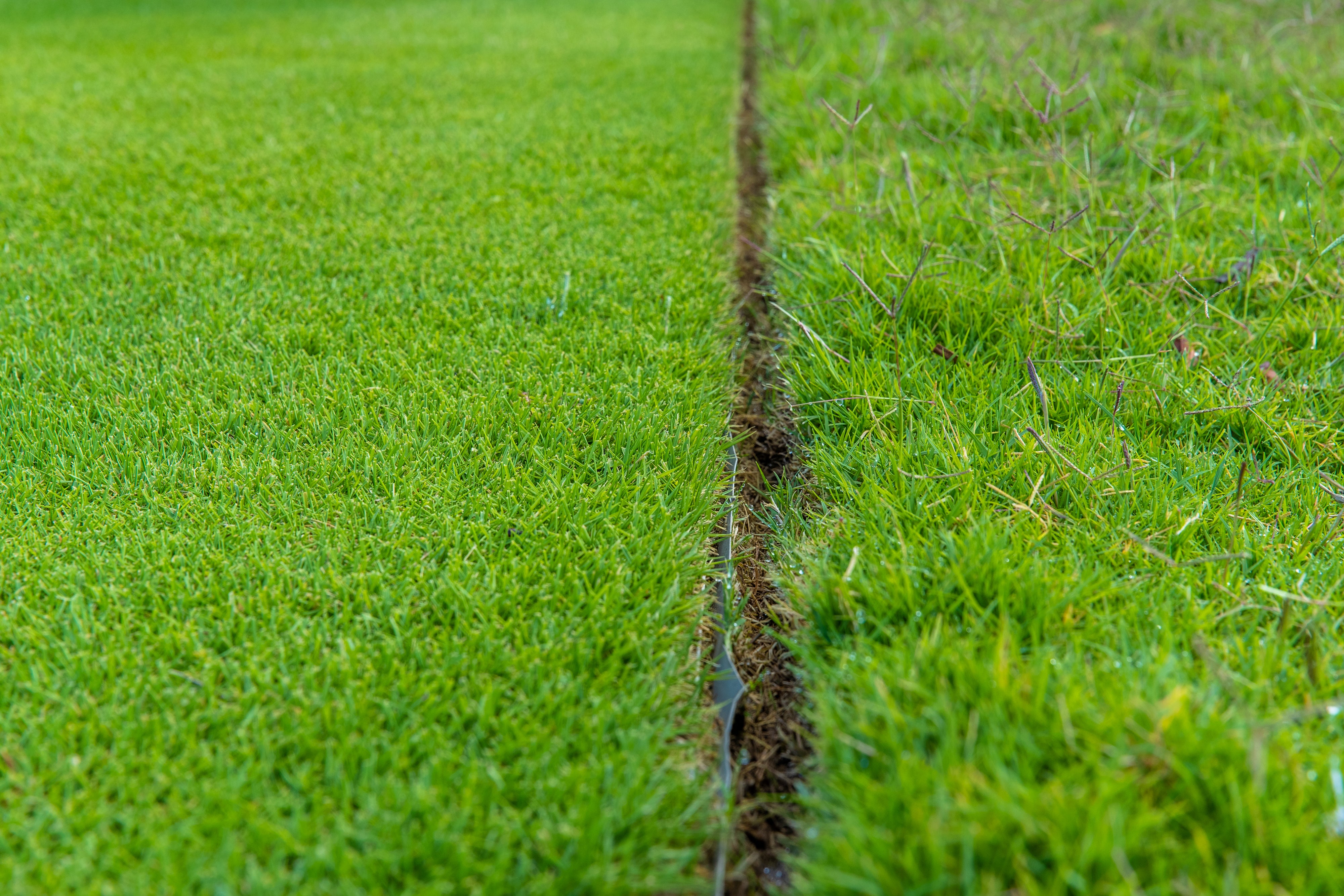 What are the different types of turf?