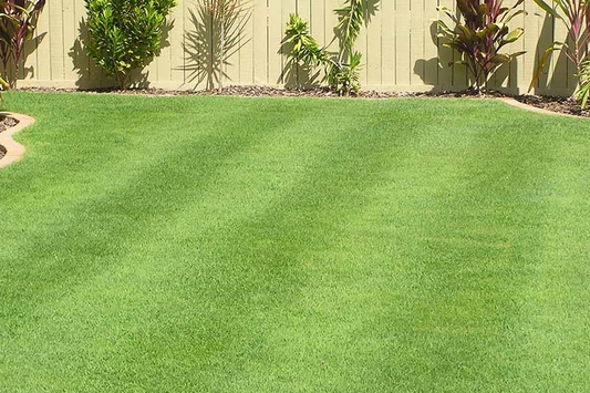 Everything you Need to Know about Couch Grass Growth Rate