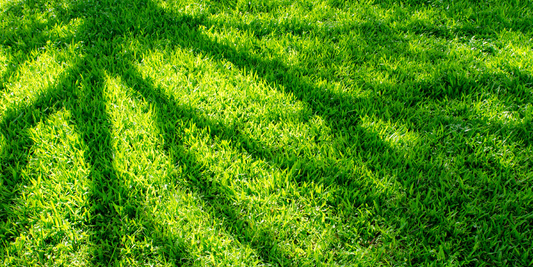 The Difference Between Turf and Lawns: What You Need to Know