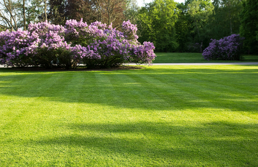 What are the benefits of Empire Zoysia?