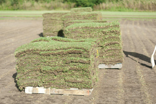 What are the benefits of sir grange zoysia?